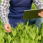 Farmer with tablet check plants