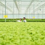 Two people standing in a greenhouse