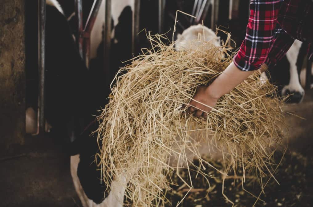 A person in a plaid shirt carrying a bundle of hay in a barn