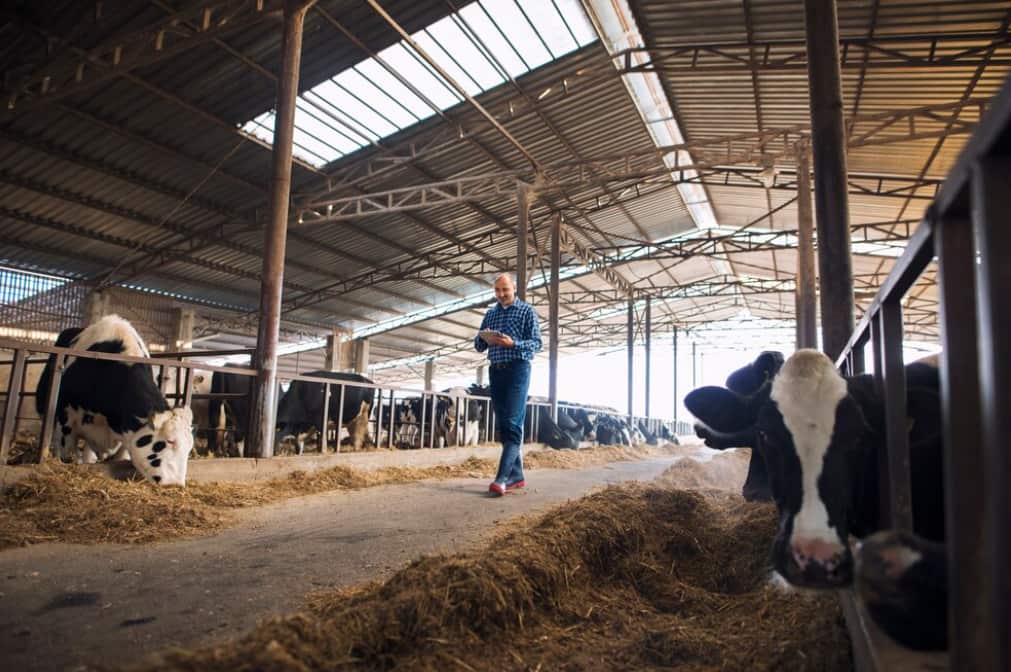 A farmer checks on dairy cows in a sunlit barn