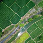fields