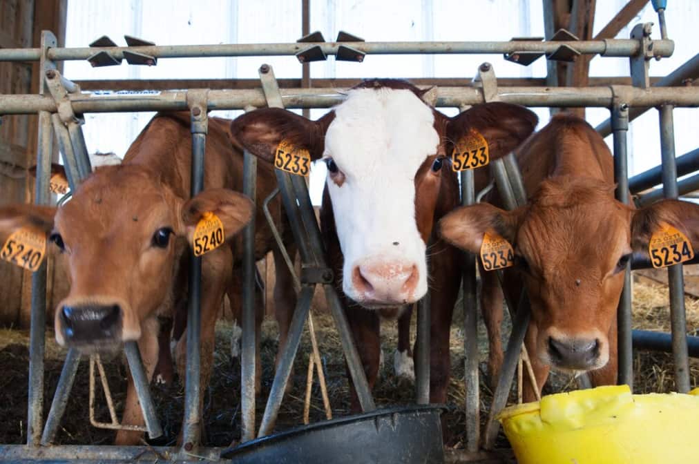 calves peek out from a stable's feeding area