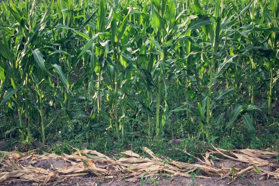 Nurturing the Earth: The Principles of Permaculture Farming