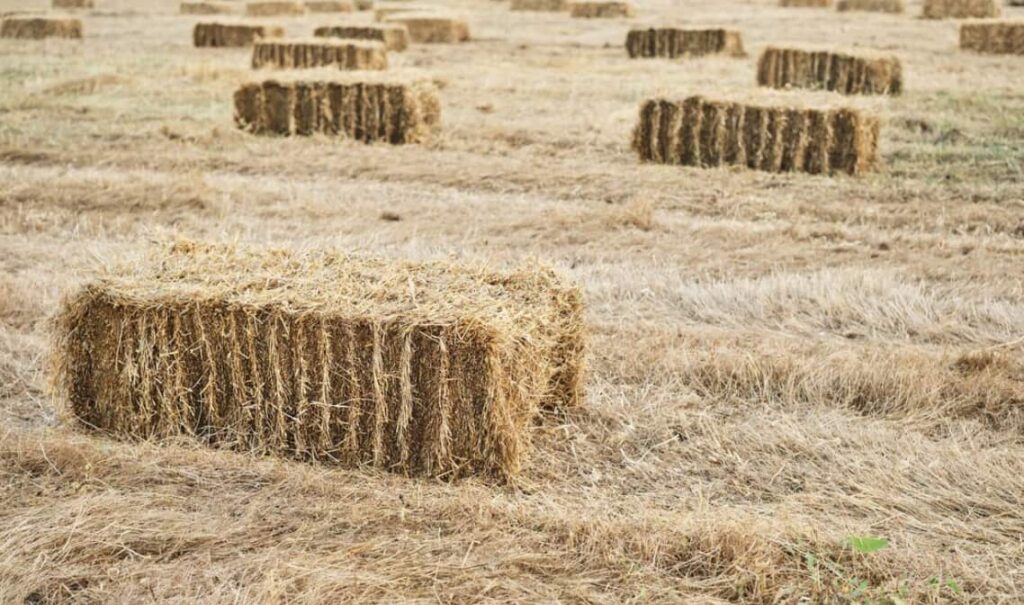 Cultivating Fodder Crops for Animal Feed