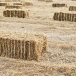 Hay bales scattered across a dry, grassy field