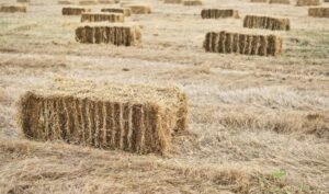 Hay bales scattered across a dry, grassy field