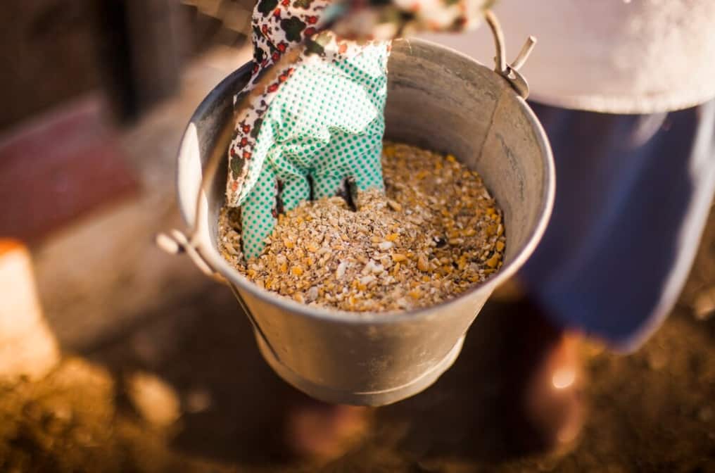 A metal bucket filled with mixed animal feed