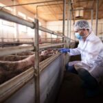 A vet examines pigs in a well-kept farm enclosure