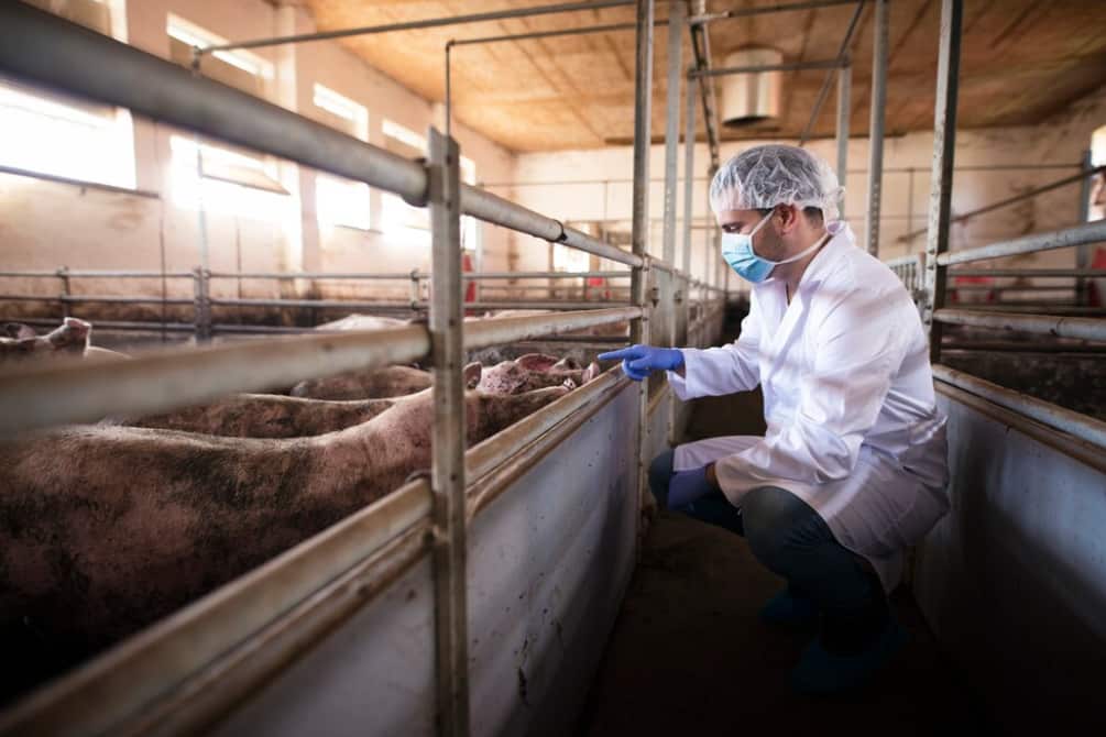 Top Global Players: The World’s Biggest Cattle Companies